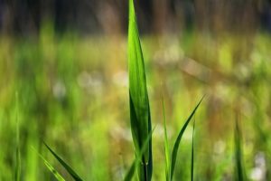 What Is a Subsurface Gravel Wetland?