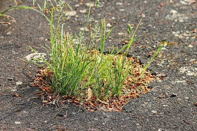 grass in asphalt