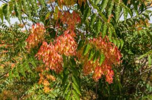 Eliminating Tree of Heaven in Maryland Paving